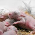 ¿Los conejos como nacen? ¿Cómo se reproducen?