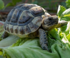Alimentación en tortugas terrestres