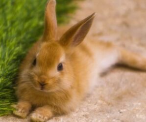 5 razones para adoptar a un conejo