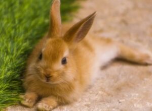 razones para adoptar a un conejo