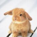 ¿Cómo jugar con un conejo? Tips para que tu conejo no te tenga miedo
