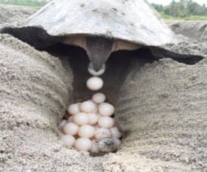 ¿Cómo se reproducen las tortugas?