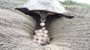 como se reproducen las tortugas