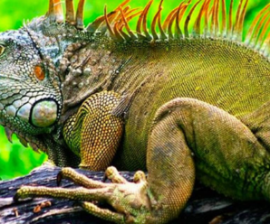 Gripe en iguanas