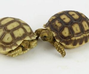 Como saber el sexo de las tortugas