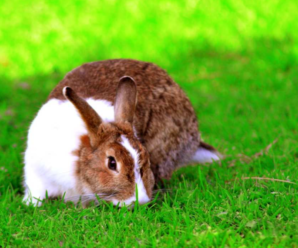 5 razones por las que mi conejo es agresivo
