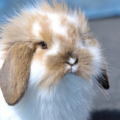 Mi conejo esta estreñido | Razones y soluciones
