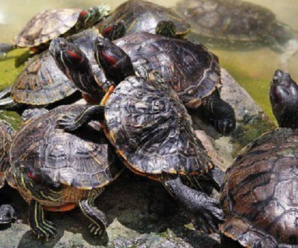 3 tipos de tortugas domesticas