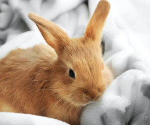 Los conejos y el frio ¿Cómo debemos cuidarlos?