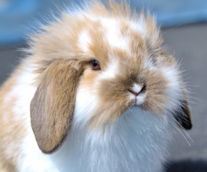Golpe de calor en conejos | Consejos y cuidados