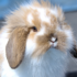 Golpe de calor en conejos | Consejos y cuidados