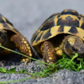 Las tortugas domésticas de que se alimentan