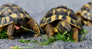 Las tortugas domesticas de que se alimentan