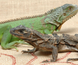 Los principales tipos de iguanas