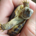 Mi tortuga bebe no abre los ojos | causas y soluciones