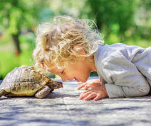 Tipos de tortugas para niños