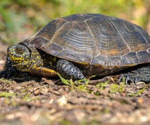 ¿Qué cuidados necesita una tortuga domestica?