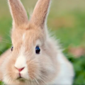 ¿Los conejos pueden vivir sin vacunas?